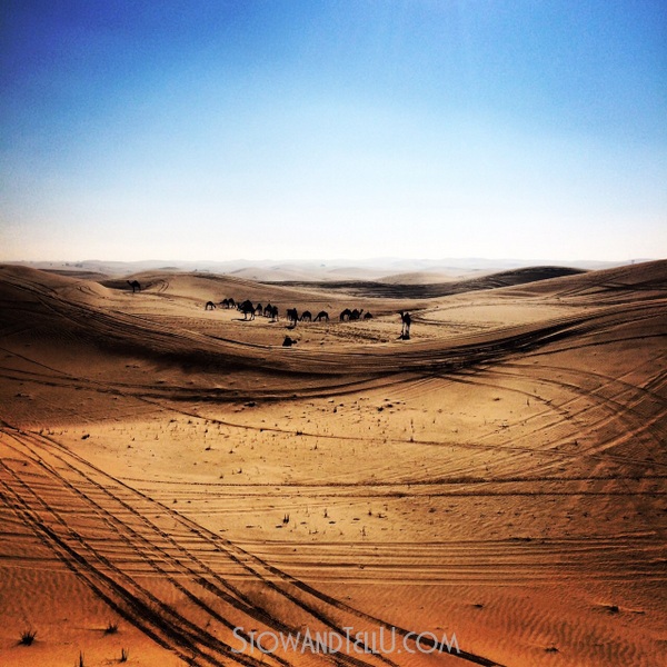 postcards-camel-bedouin-arabian-desert