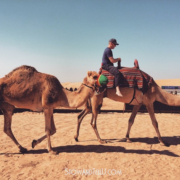 postcards-from-arabian-desert-camel-ride-https://stowandtellu.com