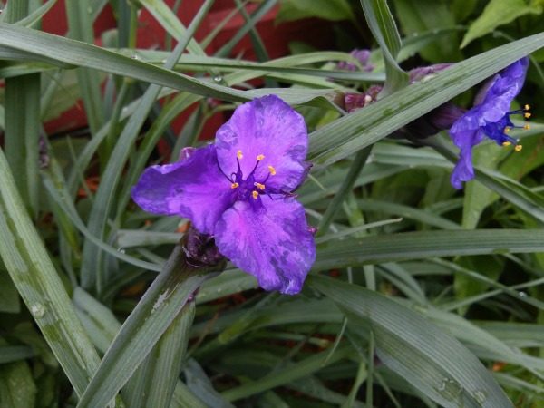 start-with-seed-growing-series-spiderwort