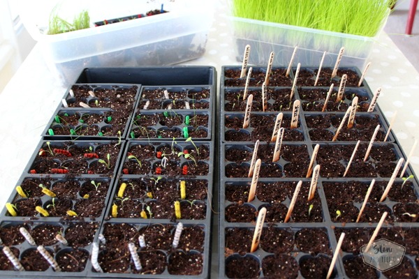 Organize successful seed planting project | Stowandtellu.com