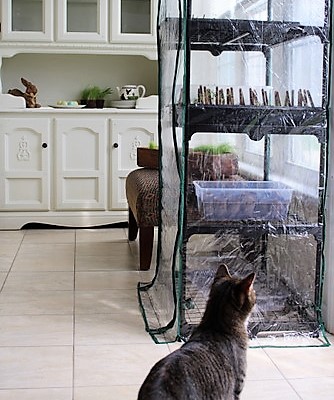 fooey-spray-keep-cats-away-plants-greenhouse