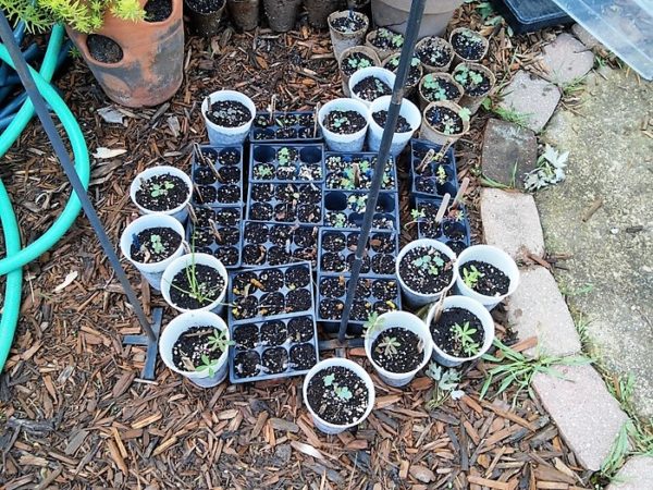 Tips for transplanting seedlings and hardening seedlings off outdoors | stowandtellu.com