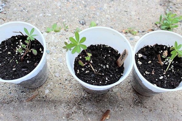 How to make your own seedling pots for hardening off outdoors | stowandtellu.com