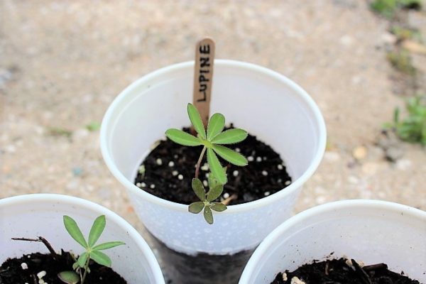 How to make larger seedling containers | diy seedling planters | stowandtellu.com