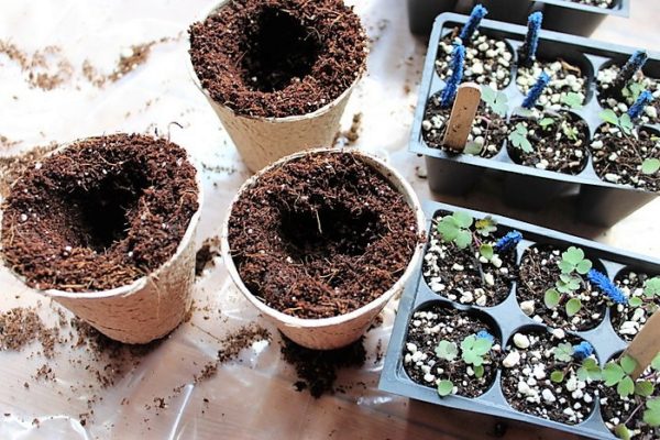 transplanting-seedlings-peat-pots