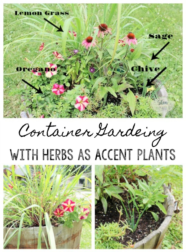 Benefits of container gardening with flowers and herbs as accents plants | tips for container gardening with herbs and flowers | stowandtellu.com