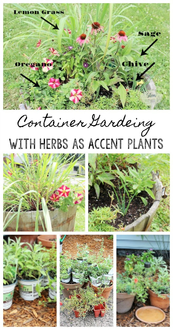 Use herbs as accent plants to flowers for container gardening | stowandtellu.com