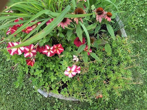 Creative container gardening with flowers and herbs as accent plants | inexpensive container garden ideas | stowandtellu.com