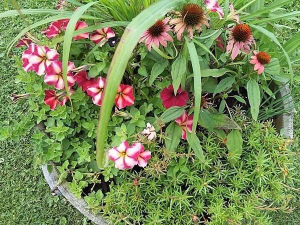 Herbs and flowers combined in a container garden | stownadtellu.com