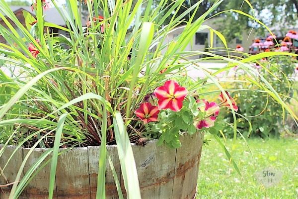 petunia-herb-container-garden