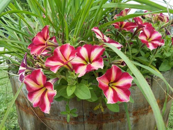 Unique container garden ideas with herbs and flowers combined | Cha-ching petunia and lemon grass | stowandtellu.com