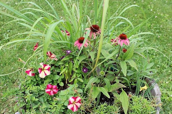 Using herbs as accent plants for container gardens | Stowandtellu.com