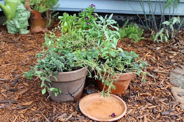 herb-flower-container-combo