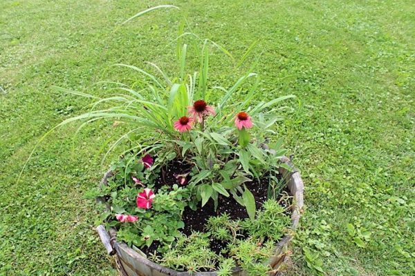 How to use herbs as accent plants to flowers for container gardening | stowandtellu.com