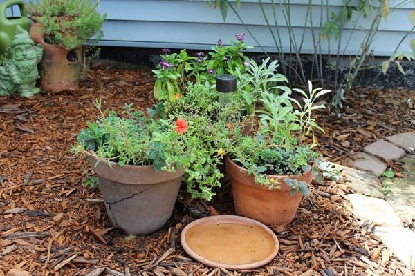 Herb and flower container garden combination | stowandtellu.com