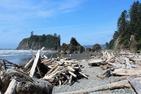 driftwood-sea-stacks-olympia-national-forest