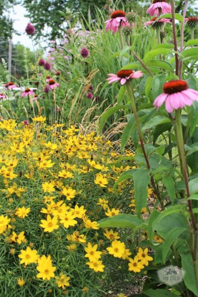 6 tips for starting a diy flower garden |moonbeam-coreopsis-echinacea | stowandtellu.com