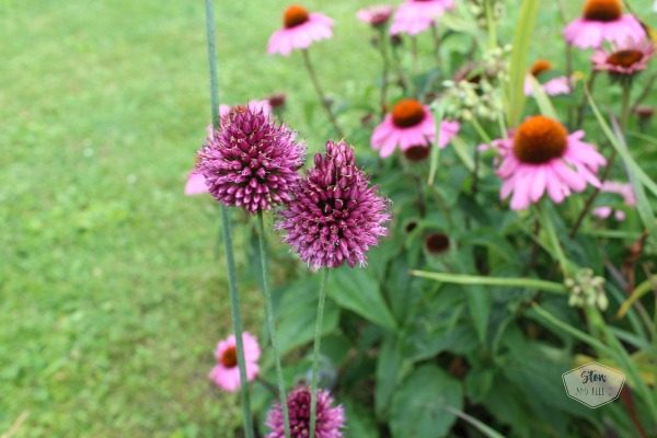 native-garden-nodding-wild-onion | stowandtellu.com