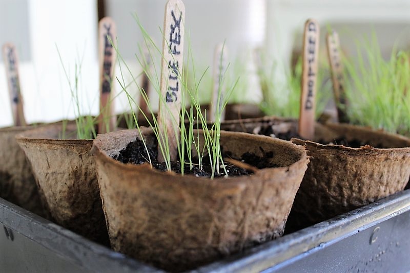 3 ways to grow ornamental grass from seed | stowandtellu