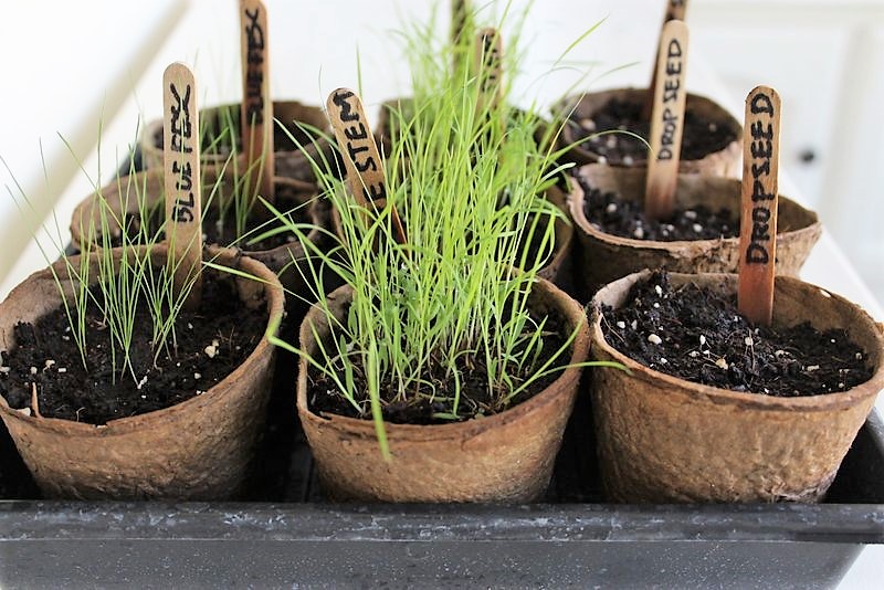 Grow ornamental grass from seed | how to start ornamental grass indoors | stowandtellu.com