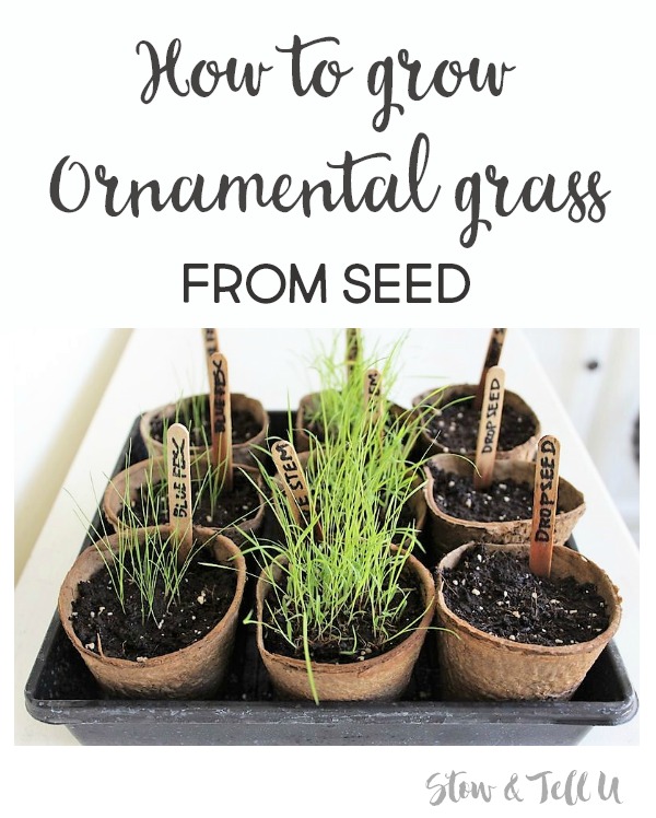 How to start ornamental grass from seed | how to grow prairie grass | stowandtellu.com