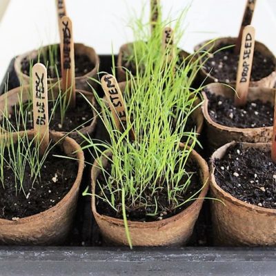 How to Grow Ornamental Grass from Seed