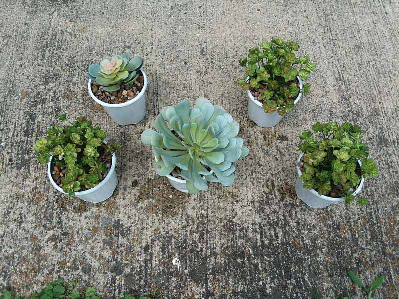 Potting faux succulents with diy gravel glue | Draining the glue from potted faux succulents on the ground | stowandtellu.com