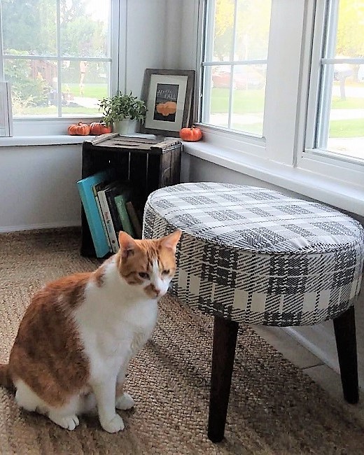 hello-fall-printable-with-orange-cat-photo