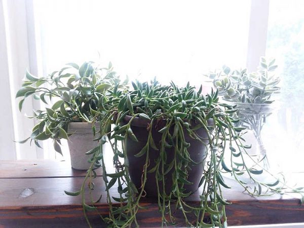 Fake and Real plants in window sill