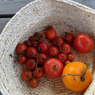 What to do with Extra Tomatoes; how to use up tomatoes
